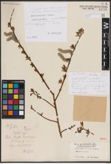 Foto von Salix gracilistyla Miq.